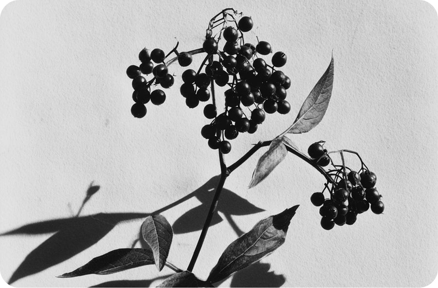 Dried botanicals