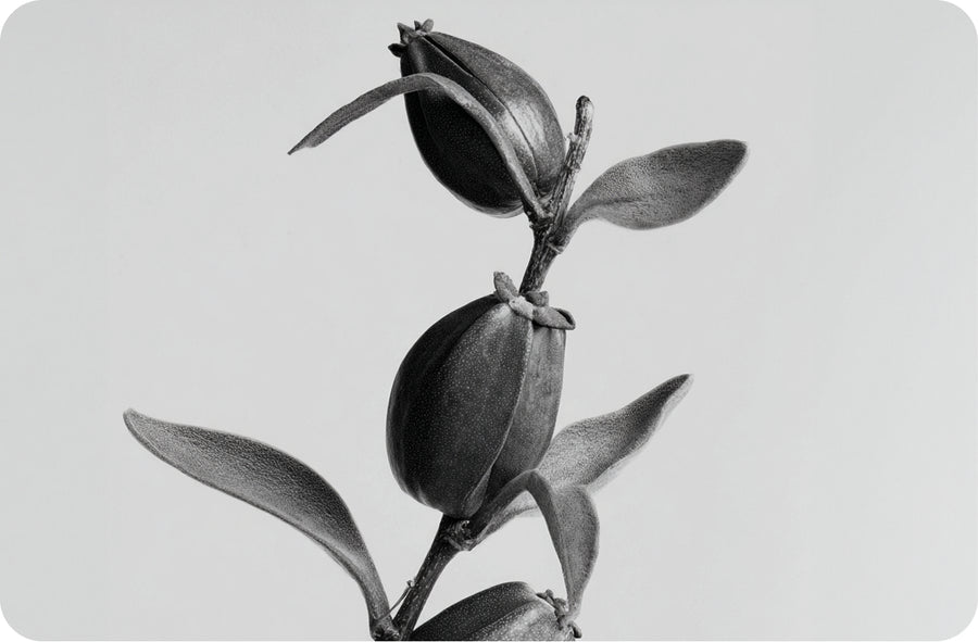 Botanical extract