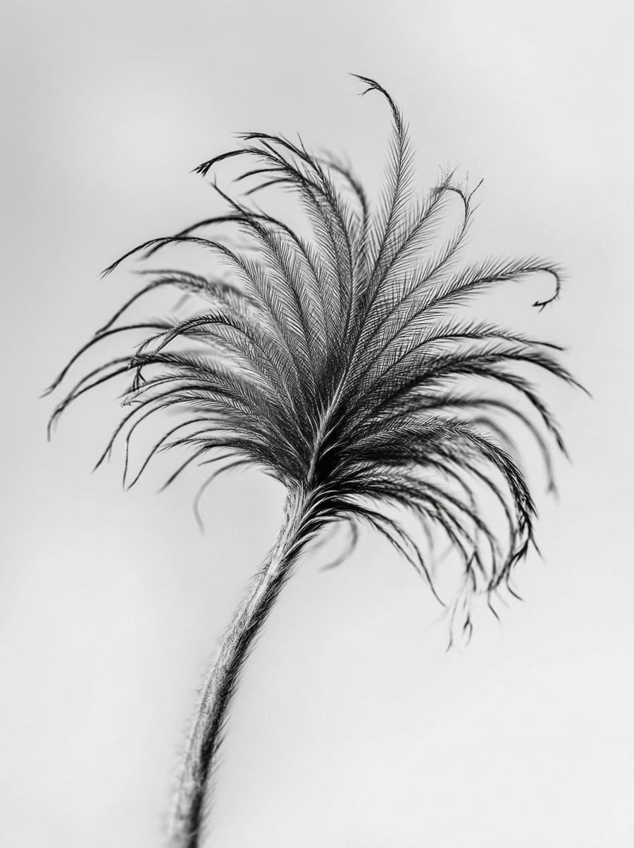 Emu feather