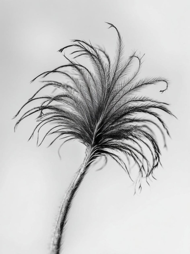 Emu feather