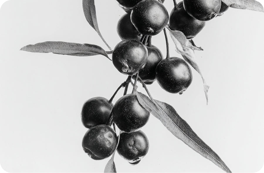 Sea buckthorn, one of eight ingredients